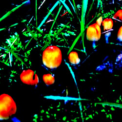 Muschrooms / Pilze