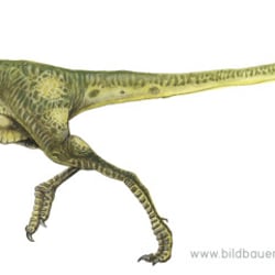 Green Compsognathus