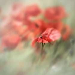 Klatschmohn