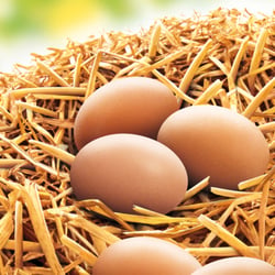 Nest