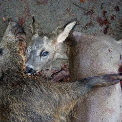 Battue – Treibjagd Forstrevier Gross Wismar