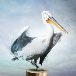 Der unbeugsame Pelikan