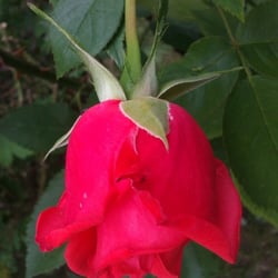 RED Roses