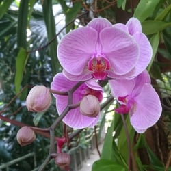Blume