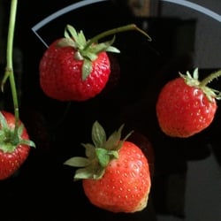 Erdbeeren 002