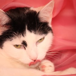 Bastet Experience in ROSA 02