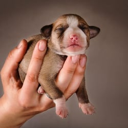 the puppy