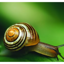 Schnecke