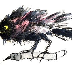 Krähe