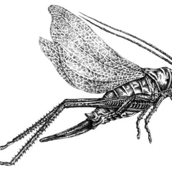 grashüpfer