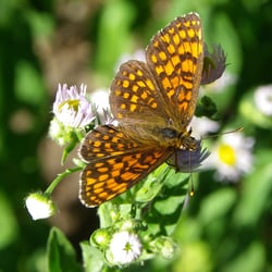 Fleckenfalter