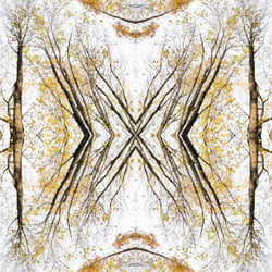 Giant Trees XV – Kaleidoskop 3