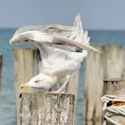 Am Meer