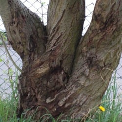Tree No 04