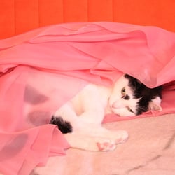 Bastet the Cat 2012 Teil 03