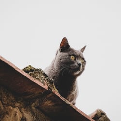 CAT – DIGITAL like ANALOG