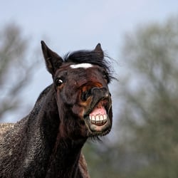 laughter