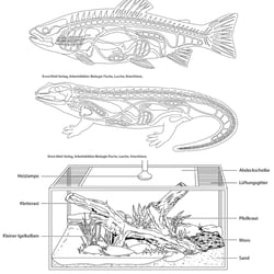 Ernst Klett Verlag, Arbeitsblätter Biologie Fische, Lurche, Kriechtiere