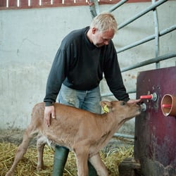 Organic farmer – Hand feeding young calf – Sweden