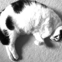 Bastet