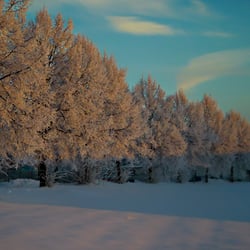 Wintermorgen