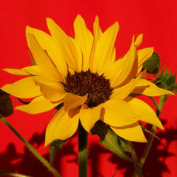 Belle De Année