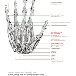 Muskulatur des Hands