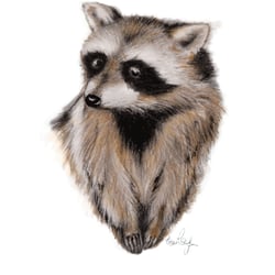 Waschbär