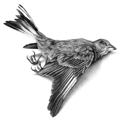 Vogel