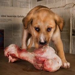 the small one and the bone