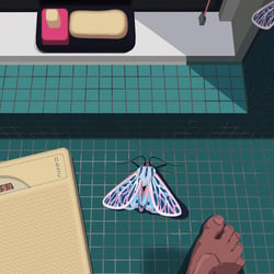 Moth