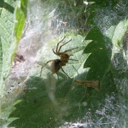 Zeltspinne