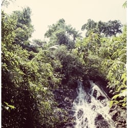 RAINFOREST .06