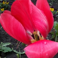 Flowers 08