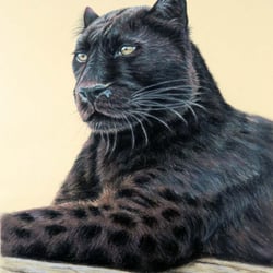 Panther Jaguar