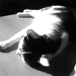 Bastet in Black and White 05