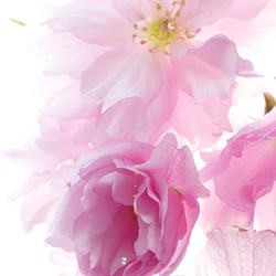 id – Naturfotografie