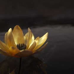 Lotus