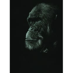 Portrait of a Chimpanzee- Black paper A4 / White color pencil