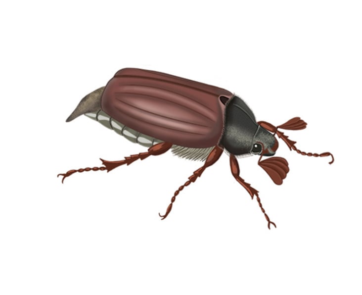 Maikäfer