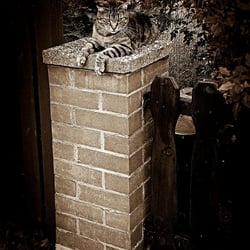Katze