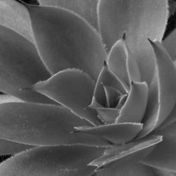 „Aloe vera“
