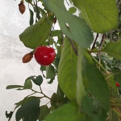Kirschbaum 13