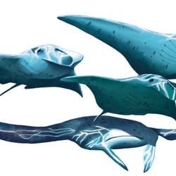 Mantas