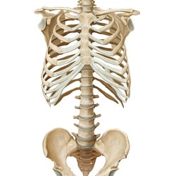 Torso 1, mixed media