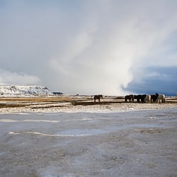 iceland horses