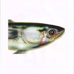1999 Maquereau 2d Illustration mit Vorbild