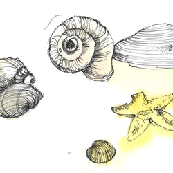 NaturSkizze_FederAquarell_2