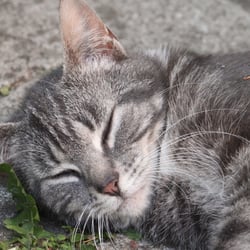 Cats Photography 2012 No. 02