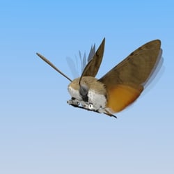 Taubenschwänzchen